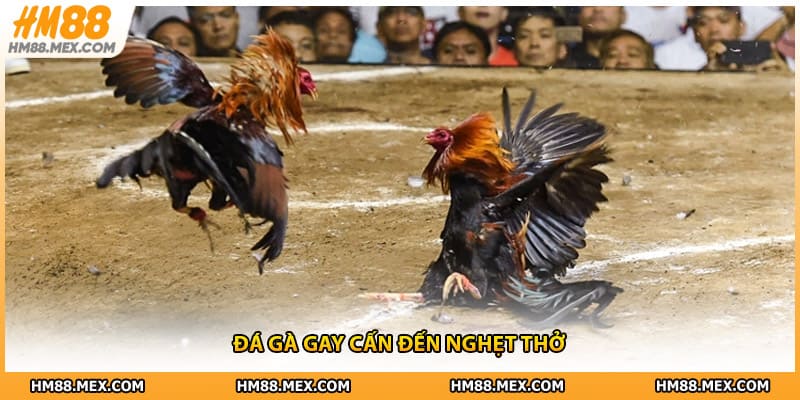 Đá gà gay cấn đến nghẹt thở